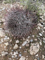 Ferocactus emoryi