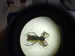 Micrathena nigrichelis