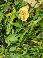 Lathyrus marmoratus