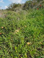 Lathyrus marmoratus