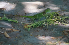 Iguana iguana