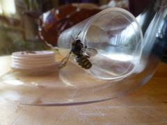 Anthidium septemspinosum