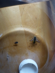 Anthidium septemspinosum