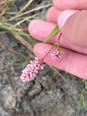 Persicaria amphibia