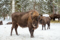 Bison bonasus