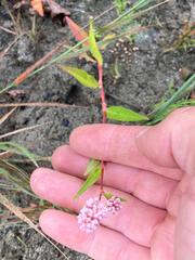 Persicaria amphibia