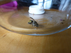 Anthidium septemspinosum