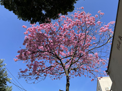 Handroanthus impetiginosus