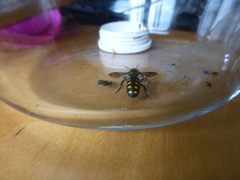 Anthidium septemspinosum