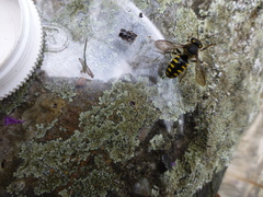 Anthidium septemspinosum