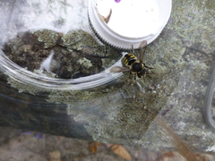 Anthidium septemspinosum