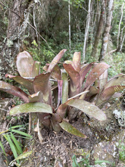 Bromelioideae