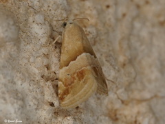 Eublemma parva