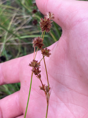 Juncus acuminatus