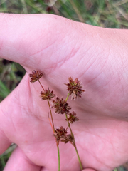 Juncus acuminatus