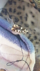 Acontia