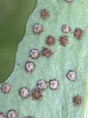 Cyrtomium