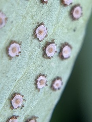 Cyrtomium