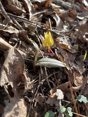 Erythronium