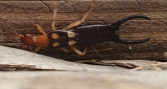 Forficula smyrnensis