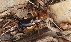 Forficula smyrnensis