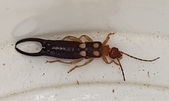 Forficula smyrnensis