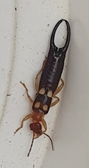 Forficula smyrnensis