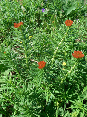 Rhodiola kirilowii