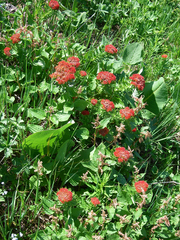 Rhodiola kirilowii