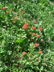 Rhodiola kirilowii
