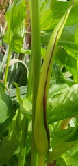 Arum hygrophilum