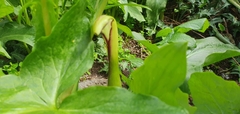 Arum hygrophilum