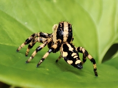 Phiale guttata