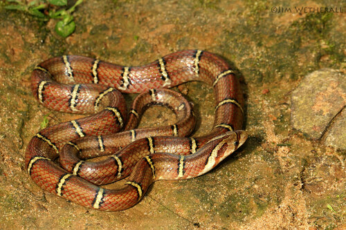 Photo of a Light-barred Kukri Snake (Oligodon albocinctus)
