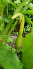 Arum hygrophilum