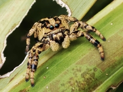 Phiale guttata