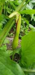 Arum hygrophilum