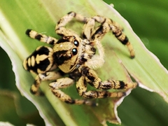 Phiale guttata