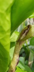 Arum hygrophilum