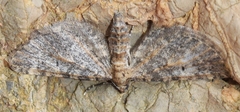 Eupithecia orana