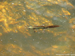 Triturus pygmaeus