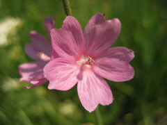 Sidalcea oregana