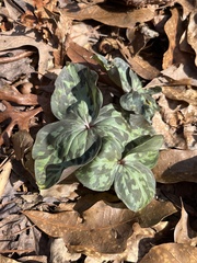 Trillium cuneatum