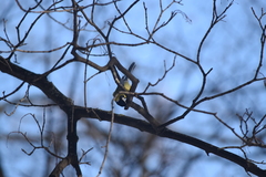 Parus major