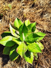 Agave maximiliana
