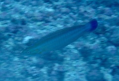 Coris atlantica