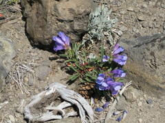 Penstemon speciosus