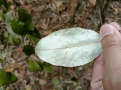 Croton cascarilloides