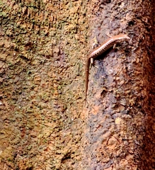 Concinnia tenuis