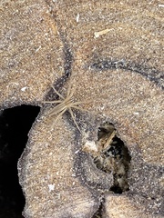 Pisaurina dubia